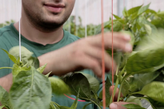 Ein Mann pflückt Tomaten