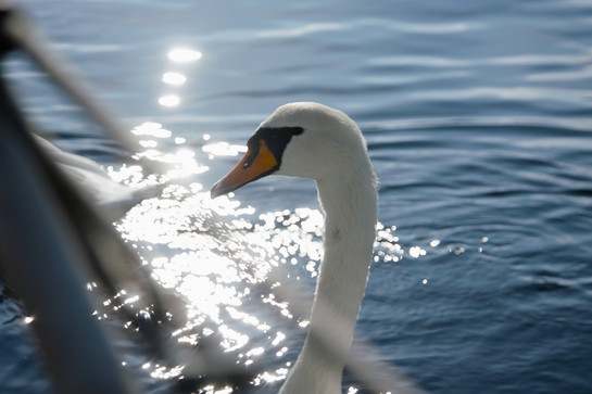 Nahaufnahme eines weißen Schwanes im Wasser