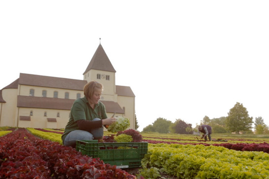 bb_gemueseinsel_teaser_03_hauptteaser.jpg Zwei Frauen auf einem Gemüsefeld
