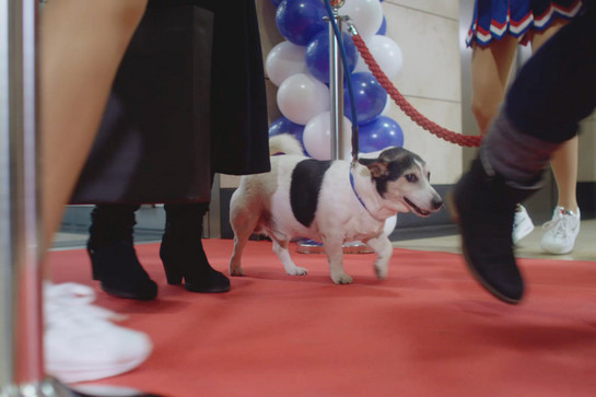 Ein kleiner Hund geht über einen roten Teppich