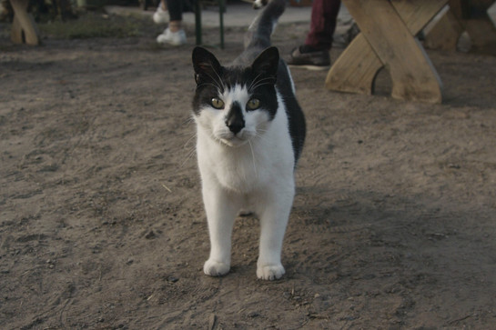 Eine Katze mit grünen Augen guckt in die Kamera