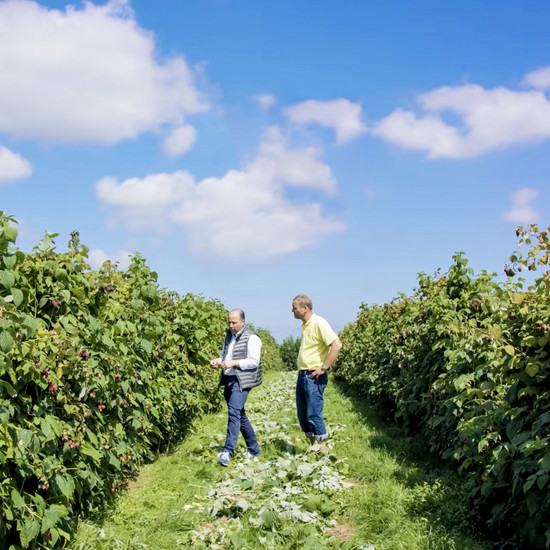 Zwei Männer stehen in einem Beet