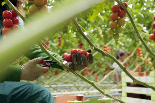 bb_gemueseinsel_teaser_02.jpg Eine Person pflückt Tomaten