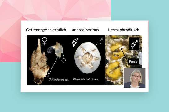 bb_cau_darwintag_teaser04.jpg Drei Fossilien auf einer Bildercollage