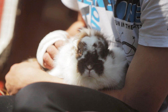Ein Junge hält ein Kaninchen