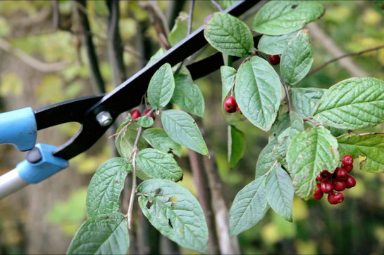 Eine Person schneidet eine Hecke