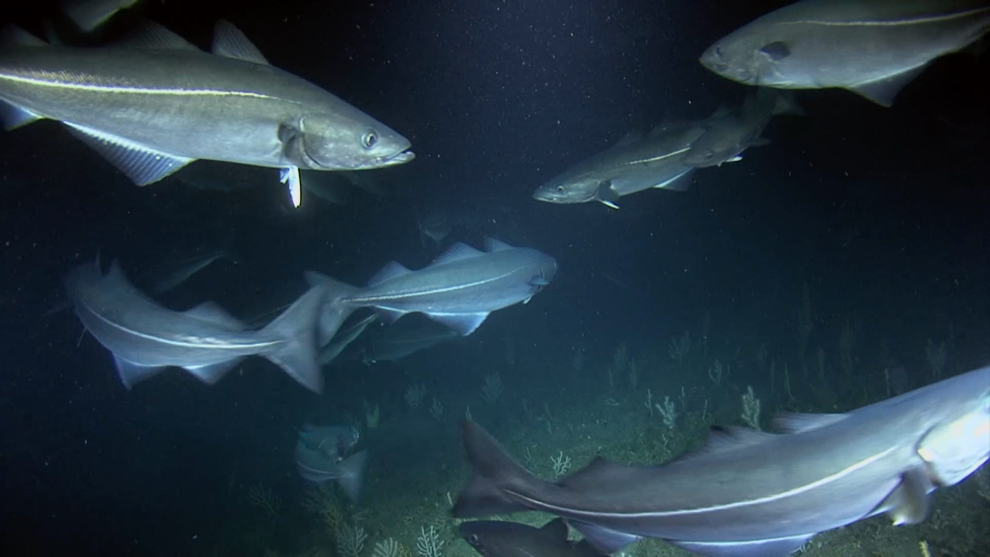 Unterwasserbild von Fischen