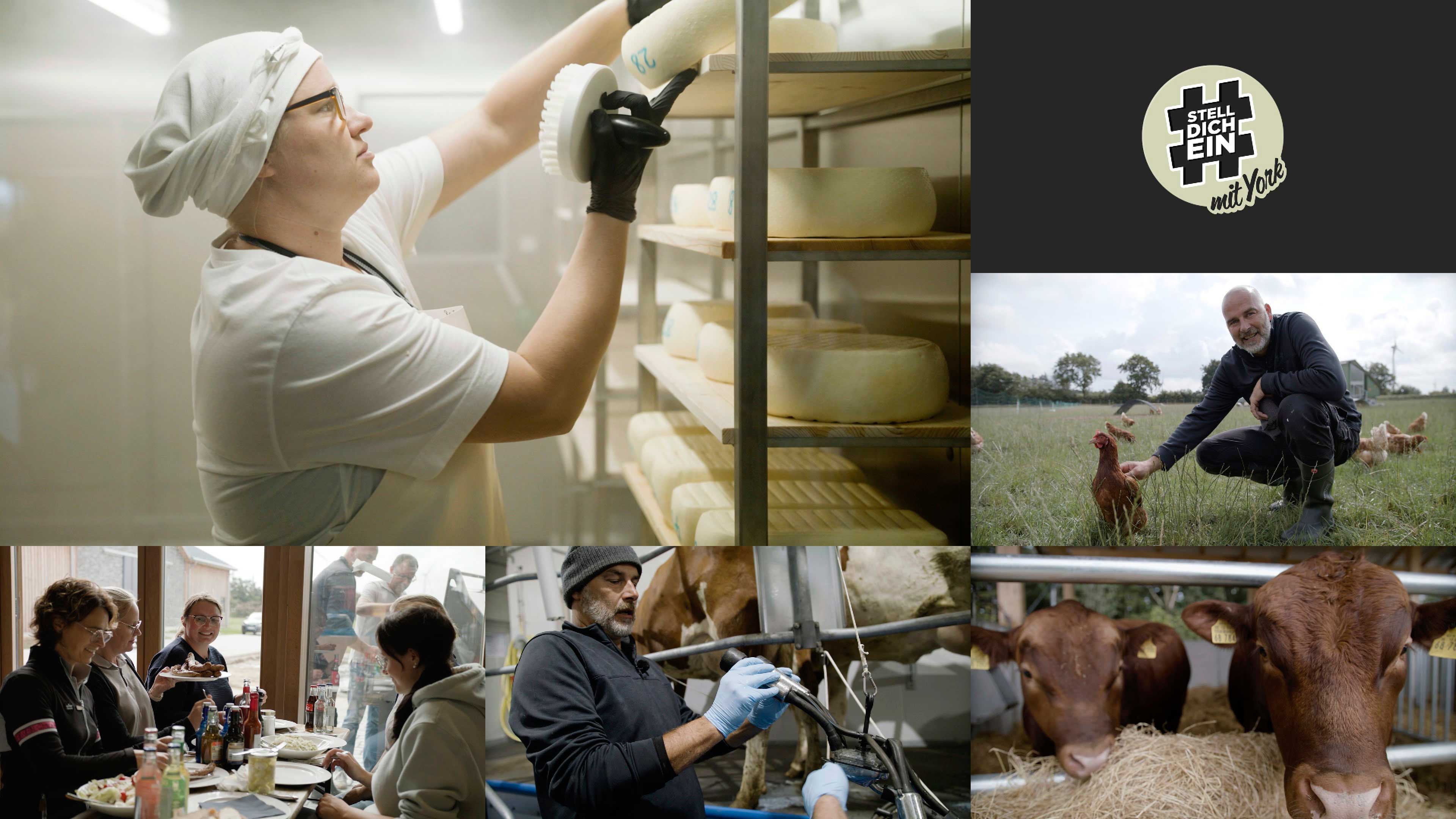 Bildercollage von York auf der James Farm